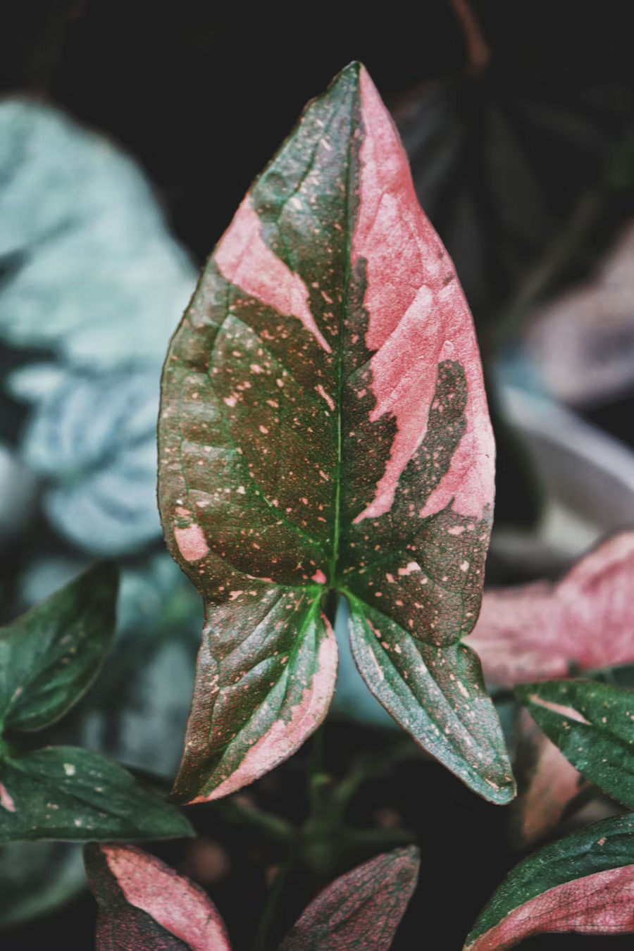 Peaceful botanical